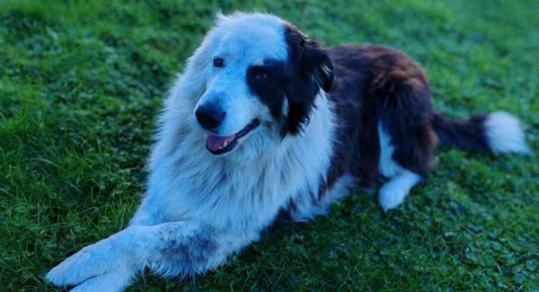 Pomozite pronaći prekasnog psa koji je nestao na području Kotoribe Pomozite pronaći prekasnog psa koji je nestao na području Kotoribe