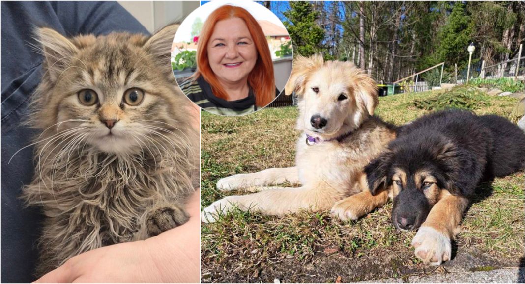 Općina Sveta Marija od 1.1.2025. sufinancira mještanima kastraciju mačaka i pasa u iznosu od 50 posto! Općina Sveta Marija od 1.1.2025. sufinancira mještanima kastraciju mačaka i pasa u iznosu od 50 posto!