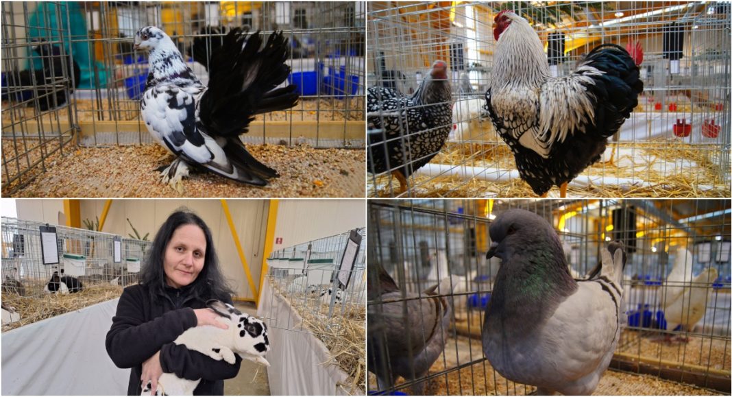 Dođite ovog vikenda u Nedelišće na izložbu malih životinja: Moći ćete vidjeti golubove, kuniće, zamorce… Dođite ovog vikenda u Nedelišće na izložbu malih životinja: Moći ćete vidjeti golubove, kuniće, zamorce…