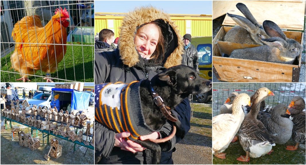 FOTO Najveća izložba malih životinja, ali najveći broj posjetitelja iz ovog dijela Europe! Ovo je vrijedno svake pohvale! FOTO Najveća izložba malih životinja, ali najveći broj posjetitelja iz ovog dijela Europe! Ovo je vrijedno svake pohvale!