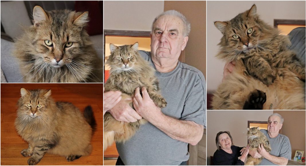 ‘Našeg Bucu sam našao kao čupavu kuglicu ispod drva, danas je to mačak od 6 kila!’ ‘Našeg Bucu sam našao kao čupavu kuglicu ispod drva, danas je to mačak od 6 kila!’