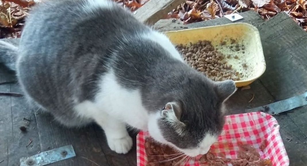 Pretužno! Nakon 15 godina, nema više mace koja je živjela u čakovečkom parku Pretužno! Nakon 15 godina, nema više mace koja je živjela u čakovečkom parku