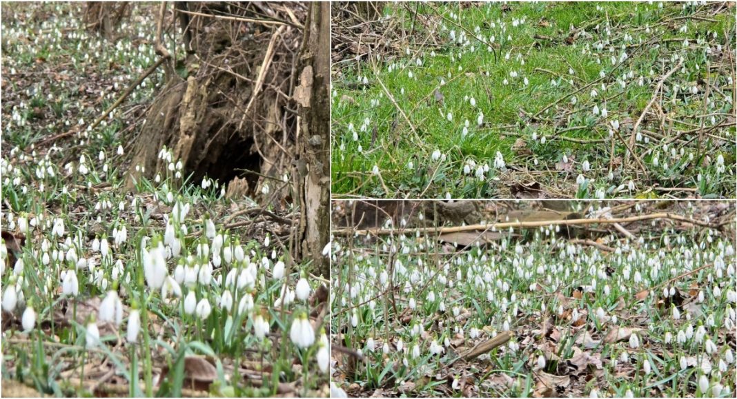 FOTO Proljetni kadrovi: U okolici Kotoribe procvale visibabe FOTO Proljetni kadrovi: U okolici Kotoribe procvale visibabe