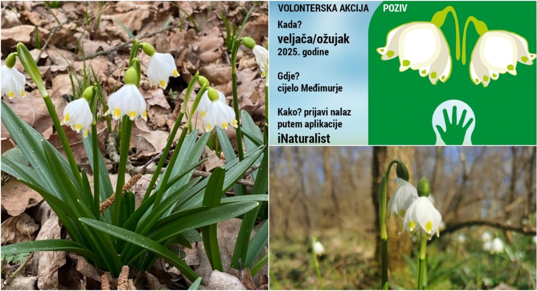 VOLONTERSKA AKCIJA: Opazi! Proljetni drijemovac. Zvončić! VOLONTERSKA AKCIJA: Opazi! Proljetni drijemovac. Zvončić!