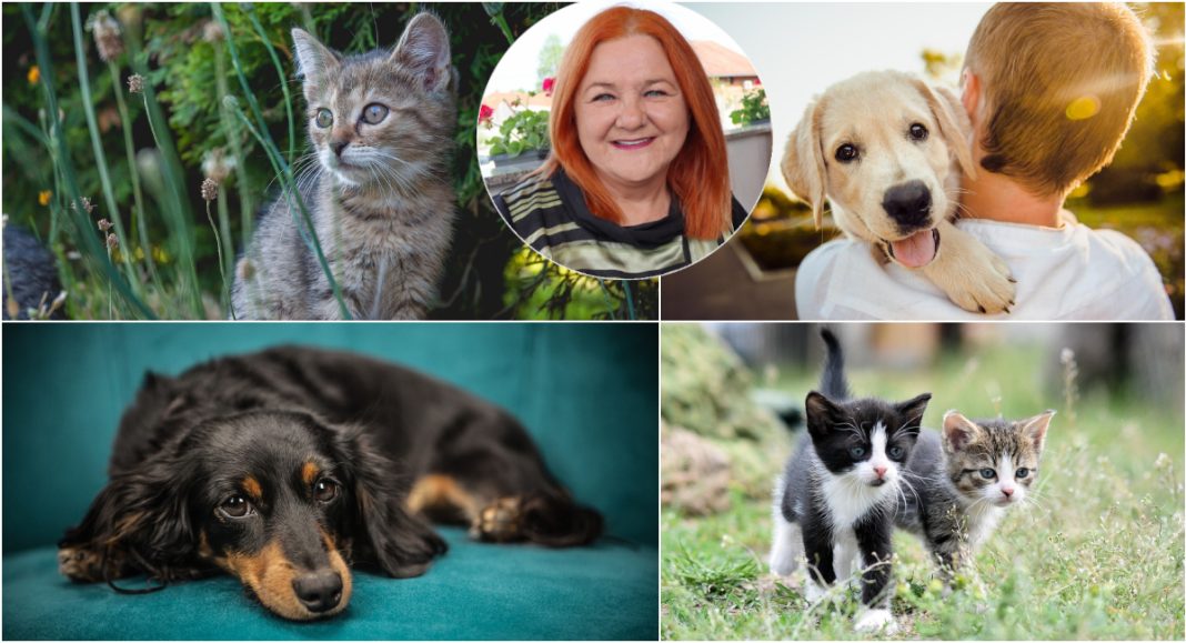 Općina Sveta Marija poziva mještane da kastriraju ljubimce i spriječe nepotrebne patnje životinja! Općina Sveta Marija poziva mještane da kastriraju ljubimce i spriječe nepotrebne patnje životinja!