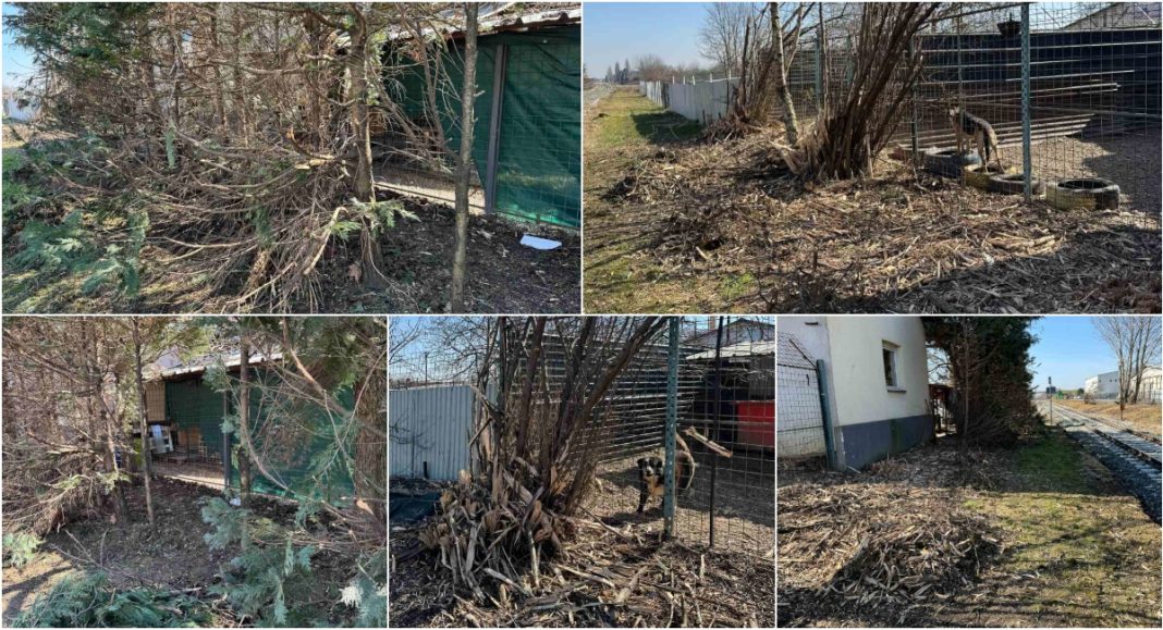 FOTO Malčerom „sklaštrili“ čemprese, brezu i lijeske FOTO Malčerom „sklaštrili“ čemprese, brezu i lijeske