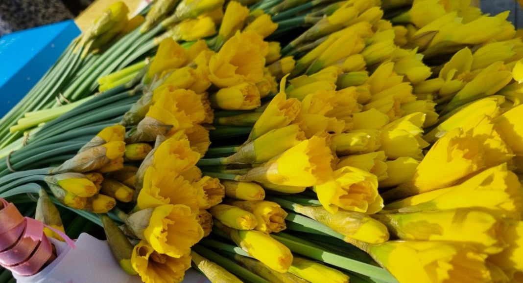 Županijska liga protiv raka Čakovec poziva na Dan narcisa – akciju za borbu protiv raka dojke! Županijska liga protiv raka Čakovec poziva na Dan narcisa – akciju za borbu protiv raka dojke!