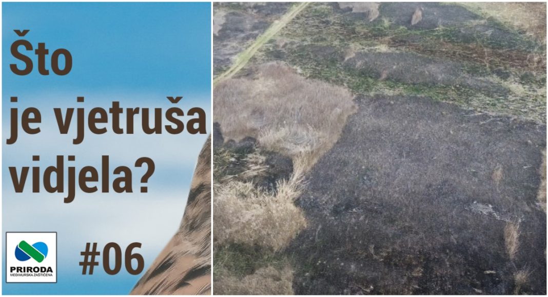 VIDEO Što je vjetruša vidjela? Što povezuje vjetrušu, lastavicu i tršćake? VIDEO Što je vjetruša vidjela? Što povezuje vjetrušu, lastavicu i tršćake?