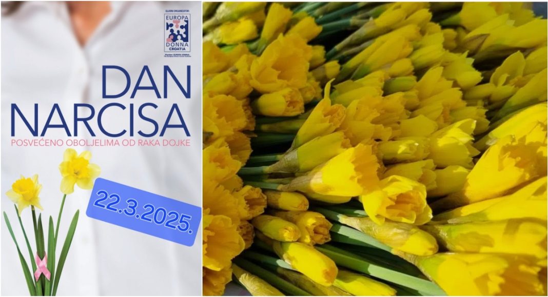 Dan narcisa: U subotu humanitarna akcija za oboljele od raka dojke Dan narcisa: U subotu humanitarna akcija za oboljele od raka dojke