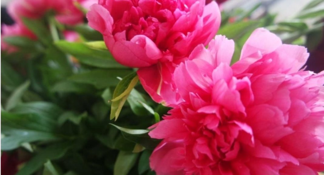 U Međimurskoj županiji podignite ulaznice za humanitarni koncert ‘Evergreen – i za Katružu’ U Međimurskoj županiji podignite ulaznice za humanitarni koncert ‘Evergreen – i za Katružu’