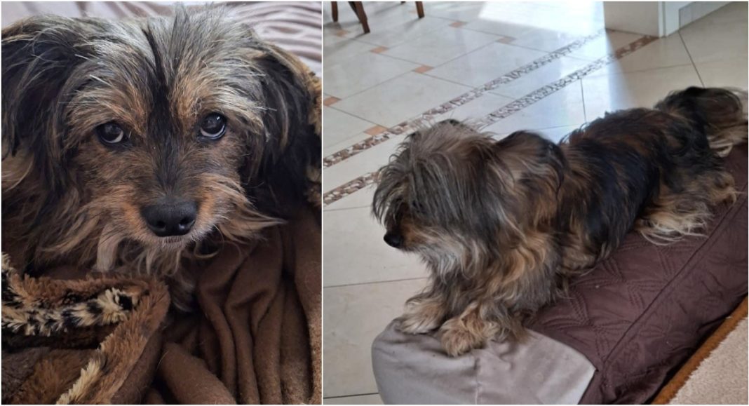 Kujica Ena nakon pet dana potrage vraćena kući! Kujica Ena nakon pet dana potrage vraćena kući!