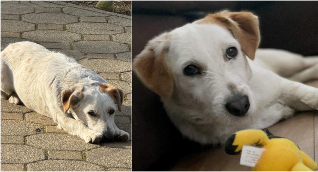 Pas Đeki nestao u Svetoj Mariji pronađen s metkom u čelu! Pas Đeki nestao u Svetoj Mariji pronađen s metkom u čelu!