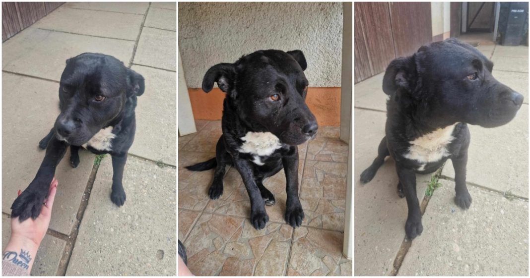 U Okruglom Vrhu nestao je pas Medo. Jeste li ga vidjeli? U Okruglom Vrhu nestao je pas Medo. Jeste li ga vidjeli?