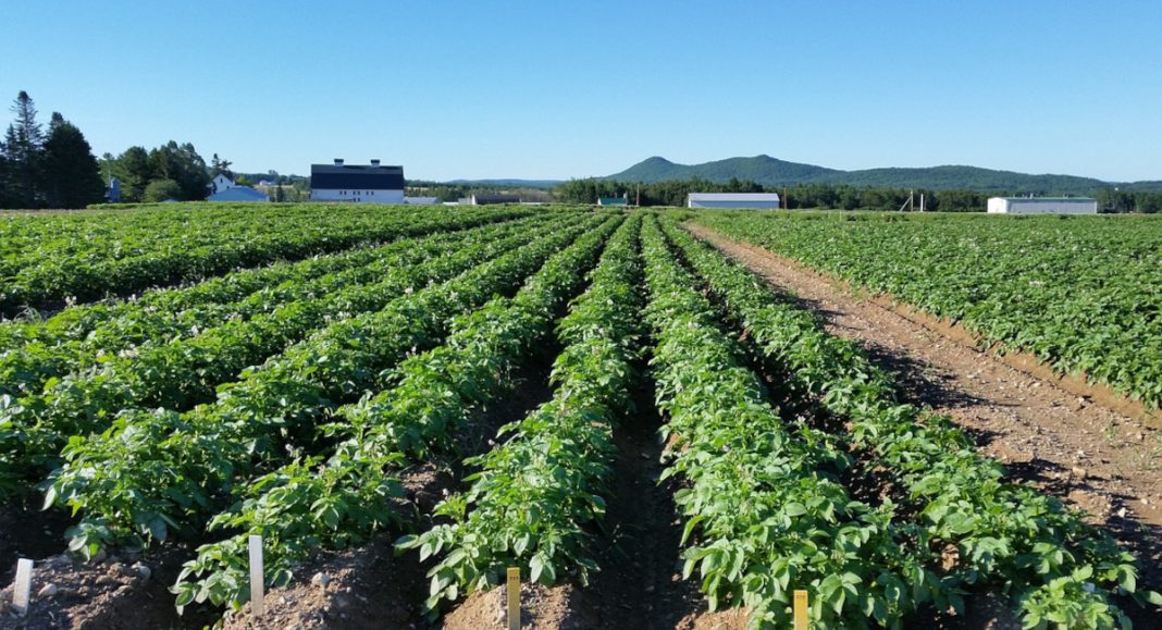 Agro-el, Dodlek i Srpak među vodećima u proizvodnji krumpira u Međimurju Agro-el, Dodlek i Srpak među vodećima u proizvodnji krumpira u Međimurju