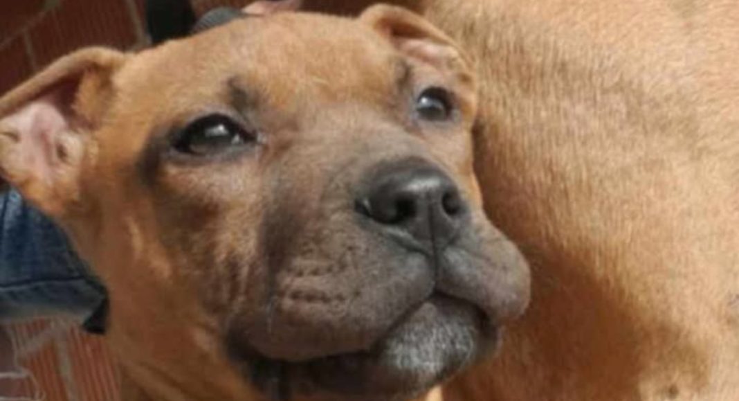 Vlasnici iz Orehovice nestao pas, pronašla ga kod drugog čovjeka koji ga ne želi vratiti Vlasnici iz Orehovice nestao pas, pronašla ga kod drugog čovjeka koji ga ne želi vratiti