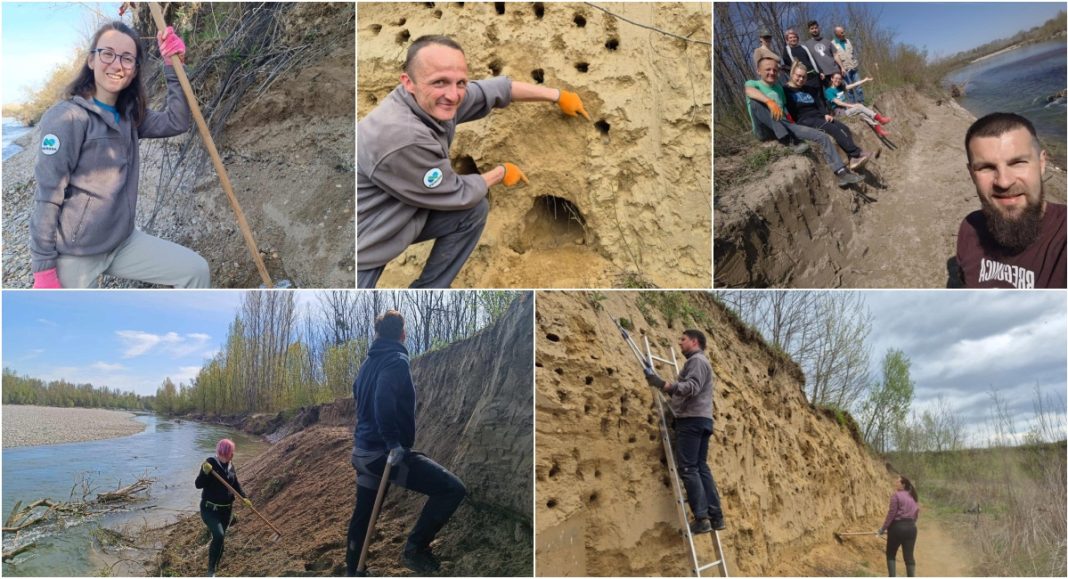 FOTO Dom za bregunice: Volonterska akcija za očuvanje ugrožene vrste ptica FOTO Dom za bregunice: Volonterska akcija za očuvanje ugrožene vrste ptica