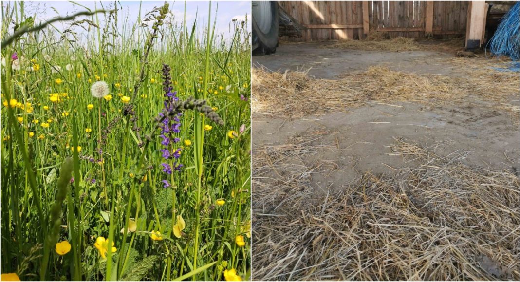 Imate li terje? Možete pomoći obnovi međimurskih livada! Imate li terje? Možete pomoći obnovi međimurskih livada!