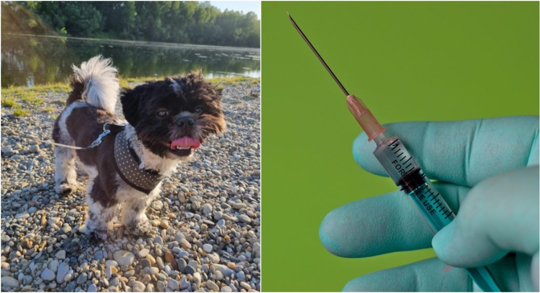 Cijepljenje pasa protiv bjesnoće u Kotoribi počinje 3. travnja Cijepljenje pasa protiv bjesnoće u Kotoribi počinje 3. travnja