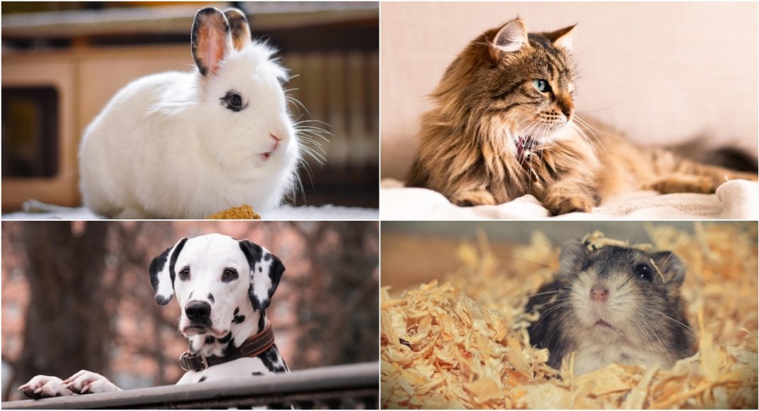 Dan kućnih ljubimaca: Vjerni prijatelji koji nam svakodnevno uljepšavaju život Dan kućnih ljubimaca: Vjerni prijatelji koji nam svakodnevno uljepšavaju život