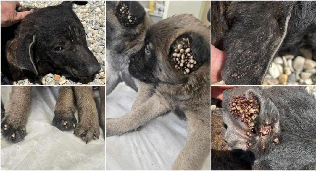 FOTO Psi u romskim naseljima puni krpelja, bez njege i nadzora FOTO Psi u romskim naseljima puni krpelja, bez njege i nadzora