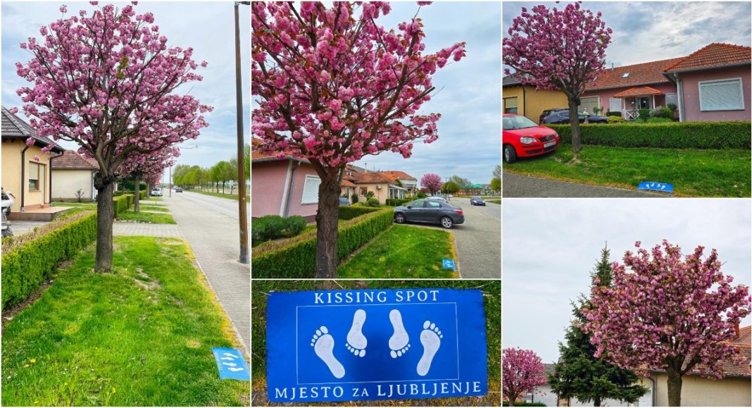 FOTO Ploča ispod japanskih trešanja: Prelog dobio mjesto za ljubljenje FOTO Ploča ispod japanskih trešanja: Prelog dobio mjesto za ljubljenje