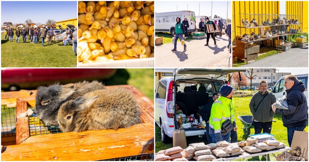 FOTO Izložba malih životinja u Nedelišću okupila je mnoštvo posjetitelja, stigli i gosti iz susjednih zemalja FOTO Izložba malih životinja u Nedelišću okupila je mnoštvo posjetitelja, stigli i gosti iz susjednih zemalja