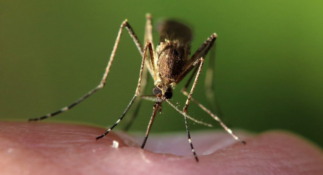 Općina Podturen kreće u borbu protiv komaraca – pogledajte raspored Općina Podturen kreće u borbu protiv komaraca – pogledajte raspored