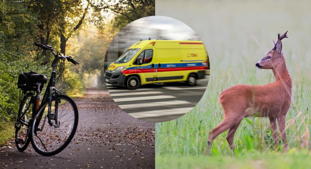 Nesvakidašnja nesreća kod Cirkovljana: Biciklisticu srušila – srna? Nesvakidašnja nesreća kod Cirkovljana: Biciklisticu srušila – srna?