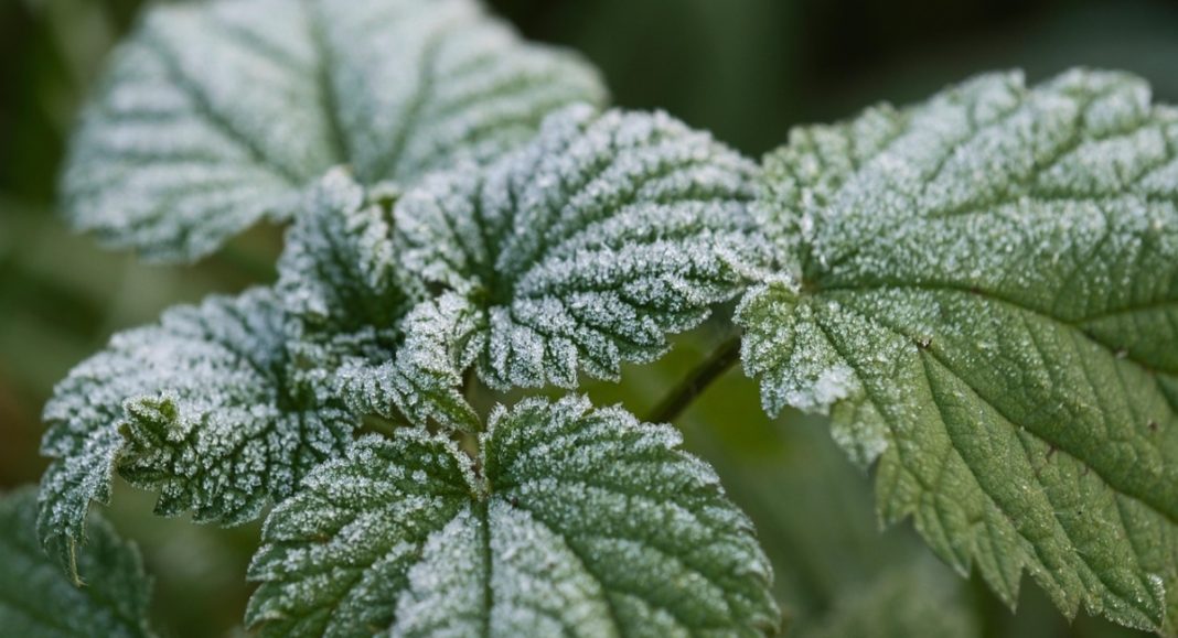 Velike štete na voćnjacima: Proglašen mraz kao prirodna nepogoda za nekoliko međimurskih općina! Velike štete na voćnjacima: Proglašen mraz kao prirodna nepogoda za nekoliko međimurskih općina!