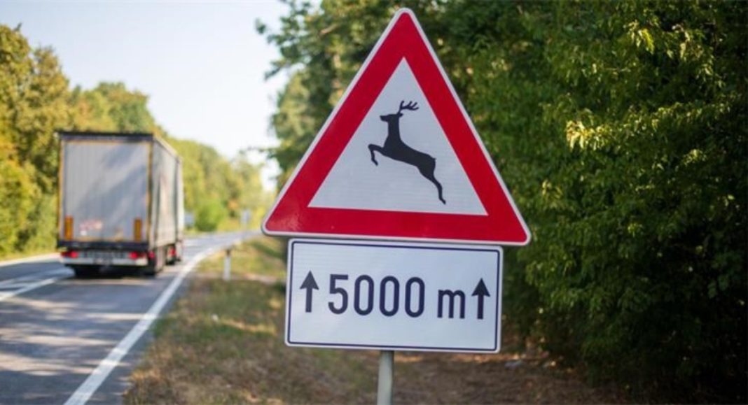 Četiri naleta automobila na divljač u protekla 24 sata na međimurskim prometnicama Četiri naleta automobila na divljač u protekla 24 sata na međimurskim prometnicama