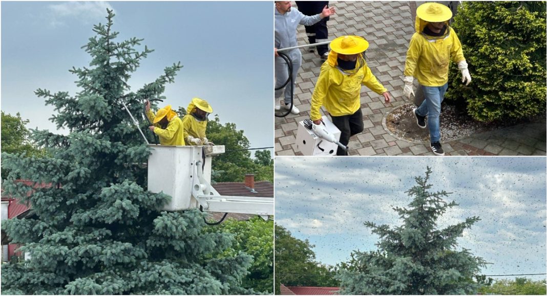 FOTO Spašavanje u Pribislavcu: Mladi poduzetnik i iskusni pčelar – junaci dana! FOTO Spašavanje u Pribislavcu: Mladi poduzetnik i iskusni pčelar – junaci dana!