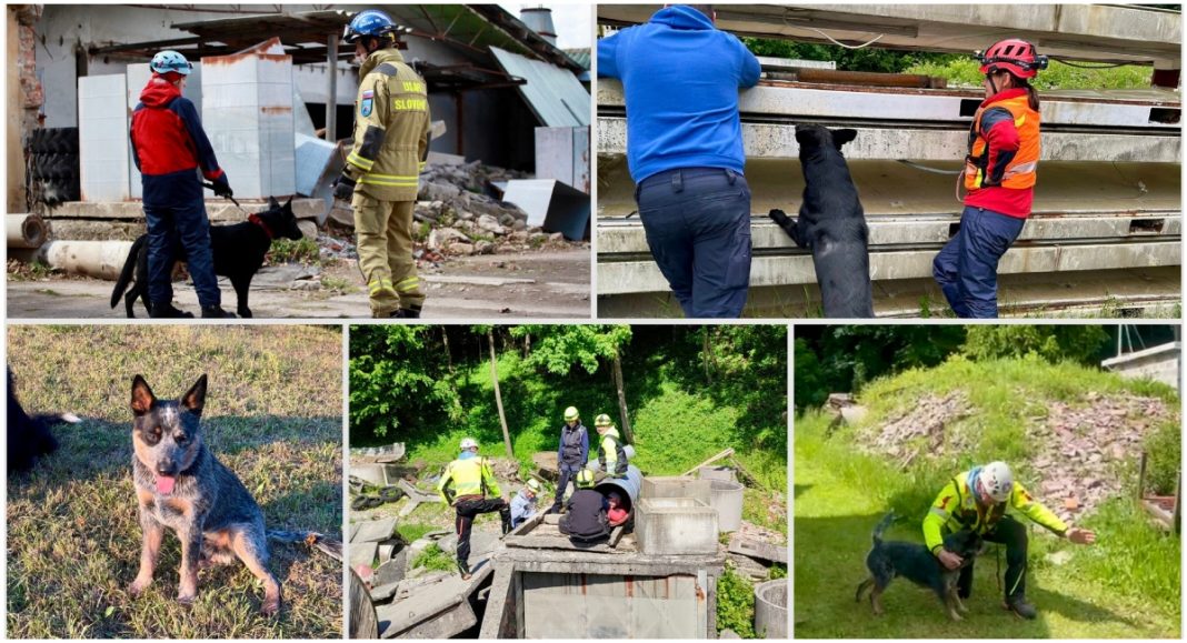 HGSS K9 timovi iz Čakovca uvježbavali potragu na ruševinama u Sloveniji HGSS K9 timovi iz Čakovca uvježbavali potragu na ruševinama u Sloveniji