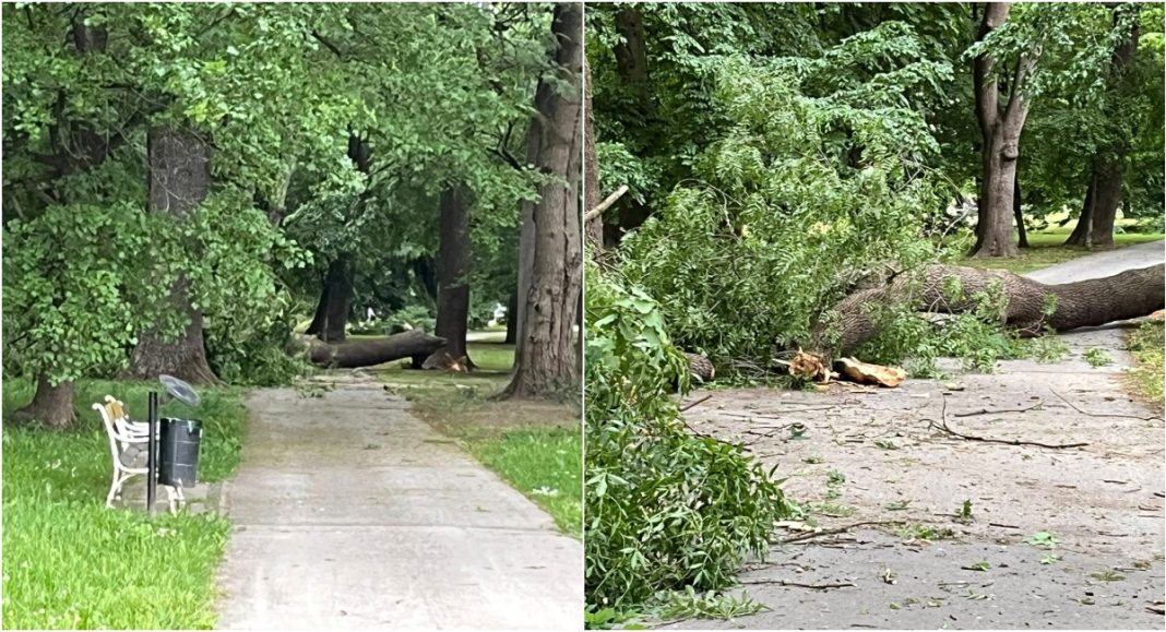 FOTO Perivoj Zrinskih: Snažan vjetar srušio stablo na šetnicu FOTO Perivoj Zrinskih: Snažan vjetar srušio stablo na šetnicu