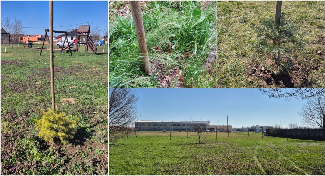 FOTO Nestalo 40 sadnica nordijske jele iz parka kod stadiona Petar Peršić u Pribislavcu FOTO Nestalo 40 sadnica nordijske jele iz parka kod stadiona Petar Peršić u Pribislavcu
