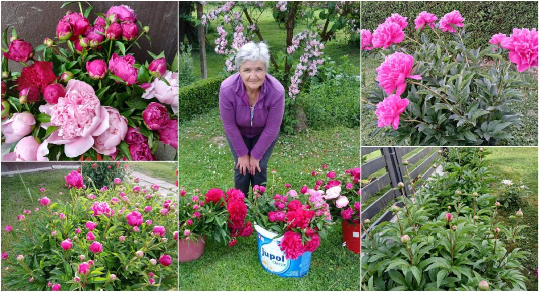 FOTO Terezija Vidović već godinama uzgaja katruže za humanitarnu akciju FOTO Terezija Vidović već godinama uzgaja katruže za humanitarnu akciju