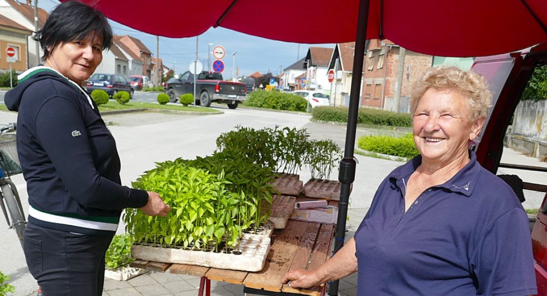Neumorna teta Zlatica već 60 godina vozi traktor i kombi, a još duže uzgaja raznovrsno povrće! Neumorna teta Zlatica već 60 godina vozi traktor i kombi, a još duže uzgaja raznovrsno povrće!