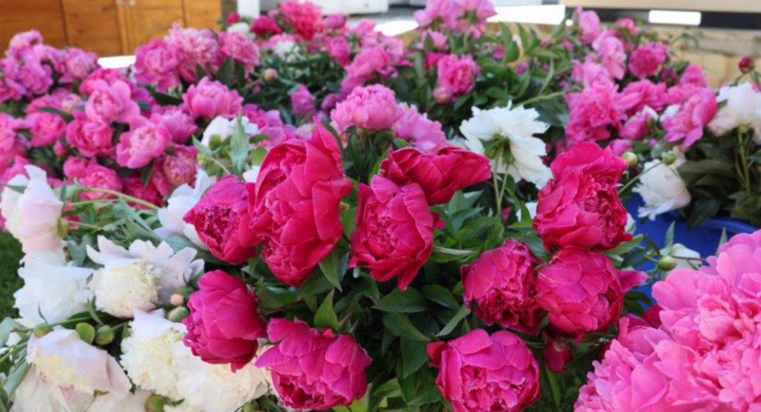 Akcija „Katruže za Katružu“ počinje 14. svibnja u Svetoj Mariji Akcija „Katruže za Katružu“ počinje 14. svibnja u Svetoj Mariji