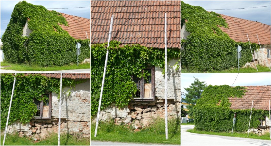 Ova kućica, prekrivena puzavicom, djeluje lijepo i atraktivno, ali…! Ova kućica, prekrivena puzavicom, djeluje lijepo i atraktivno, ali…!