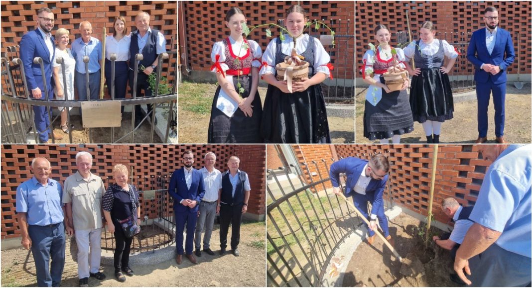 FOTO Stara trta iz Maribora zasađena i u Nedelišću FOTO Stara trta iz Maribora zasađena i u Nedelišću