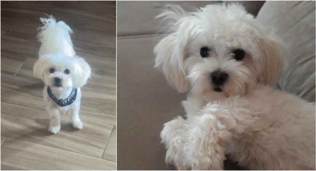 U Donjem Kraljevcu nestao pas Lordy – jeste li ga možda vidjeli? U Donjem Kraljevcu nestao pas Lordy – jeste li ga možda vidjeli?