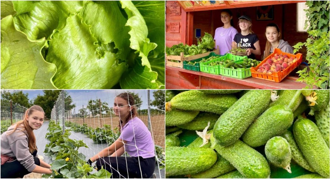 FOTO Svježi plodovi iz školskog vrta na štandu Gospodarske škole – svratite! FOTO Svježi plodovi iz školskog vrta na štandu Gospodarske škole – svratite!