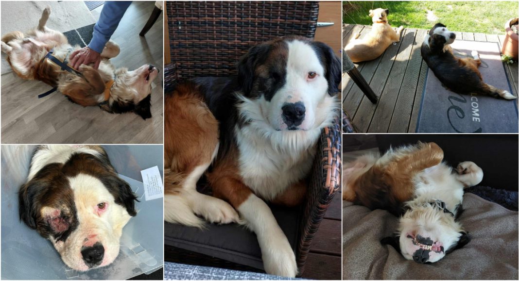 FOTO Sjećate li se psa izbodenog u Orehovici? Pronašao je dom pun ljubavi u Njemačkoj! FOTO Sjećate li se psa izbodenog u Orehovici? Pronašao je dom pun ljubavi u Njemačkoj!