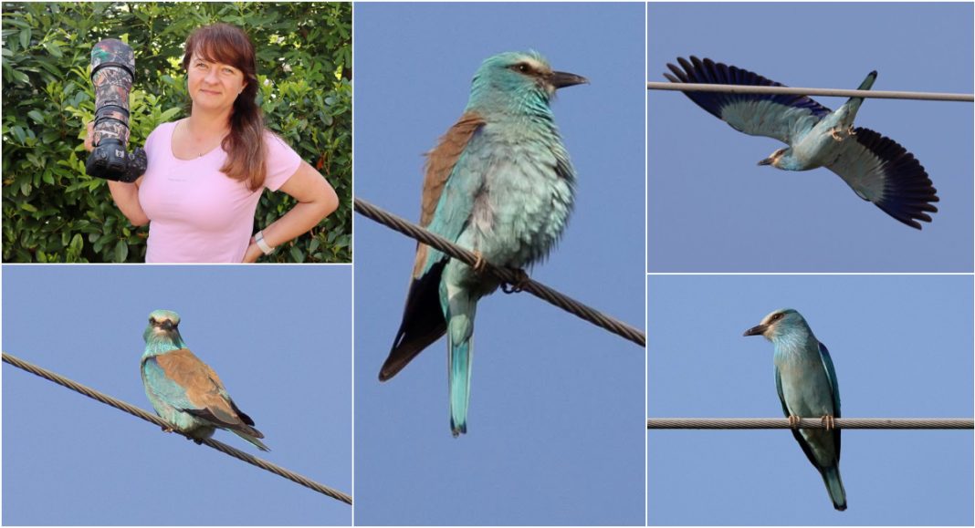 FOTO Kristina Poljak zabilježila je fotoaparatom rijetku zlatovranu u Međimurju FOTO Kristina Poljak zabilježila je fotoaparatom rijetku zlatovranu u Međimurju