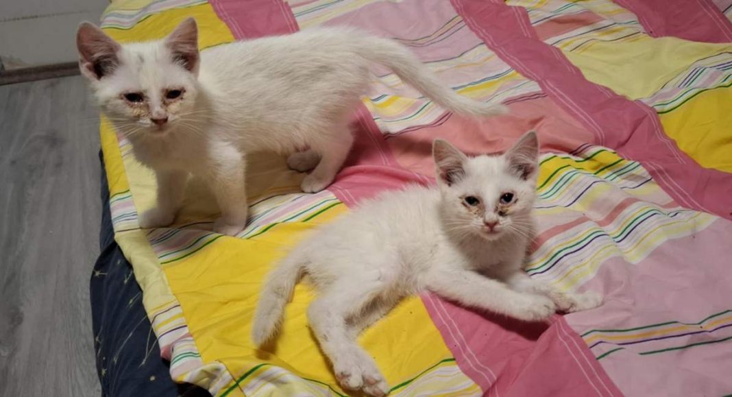 Uspješan poduzetnik iz Gornjeg Međimurja iskrcao mačiće kao smeće?! Uspješan poduzetnik iz Gornjeg Međimurja iskrcao mačiće kao smeće?!