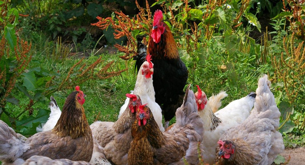 Provala u kokošinjac u Novakovcu: Ukradeno nekoliko kokoši Provala u kokošinjac u Novakovcu: Ukradeno nekoliko kokoši