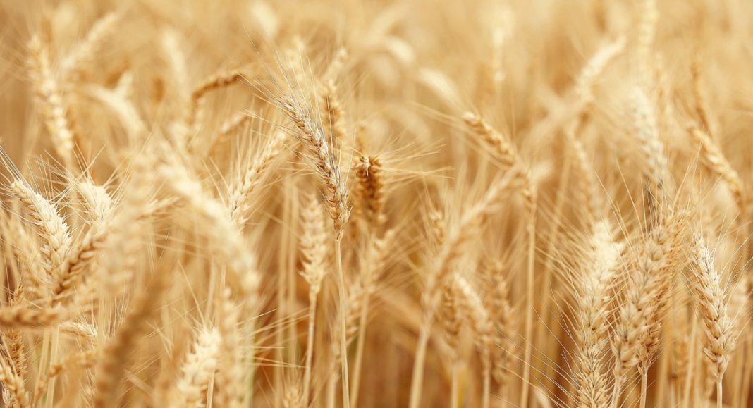 Cijena za tonu pšenice Premium klase je 200 €! Cijena za tonu pšenice Premium klase je 200 €!