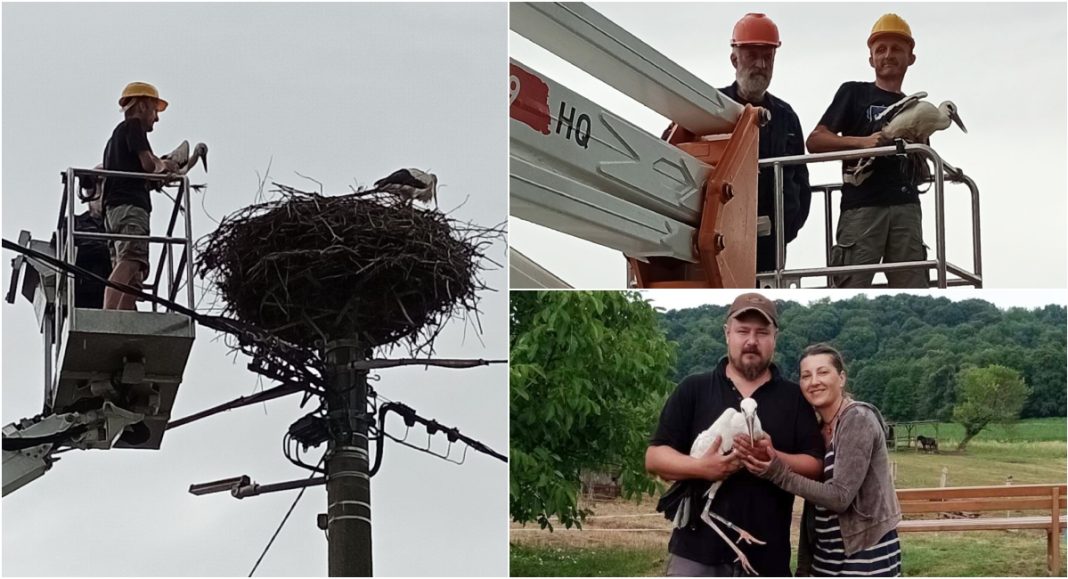 Zajedničkom akcijom spašena mlada bijela roda u Zebanec Selu Zajedničkom akcijom spašena mlada bijela roda u Zebanec Selu