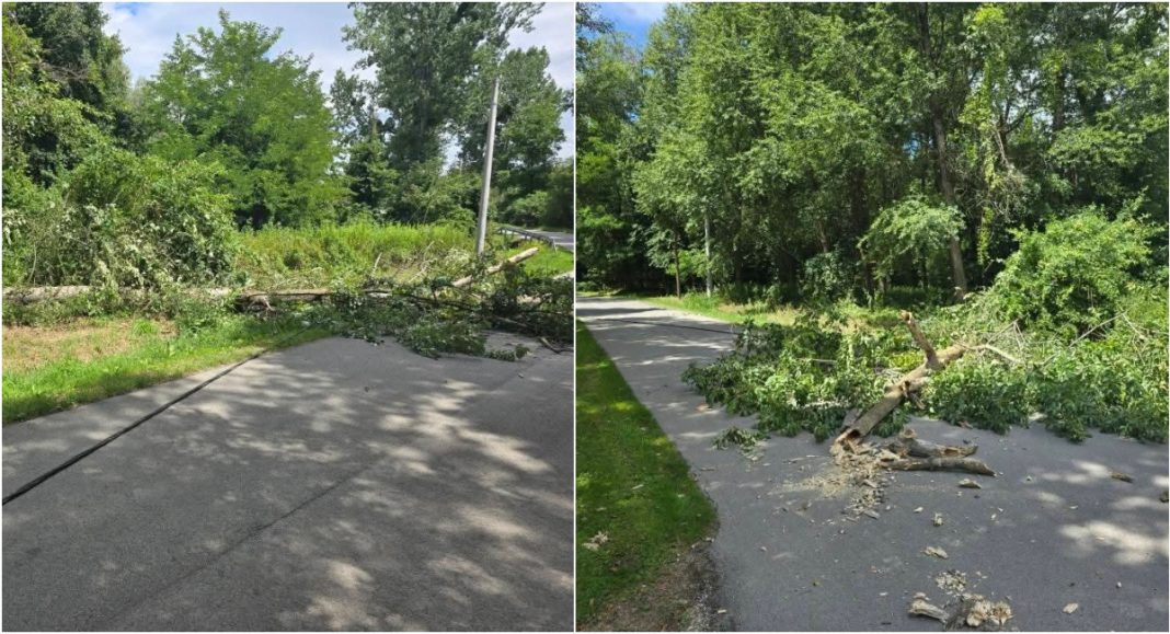 Srušeno stablo na ulazu u Praporčan pokidalo kablove električne mreže i optike Srušeno stablo na ulazu u Praporčan pokidalo kablove električne mreže i optike