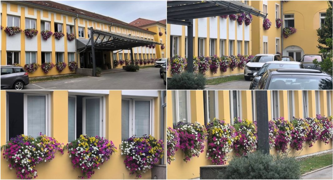 FOTO Prozori Županije u punom cvatu, surfinije oduzimaju dah! FOTO Prozori Županije u punom cvatu, surfinije oduzimaju dah!