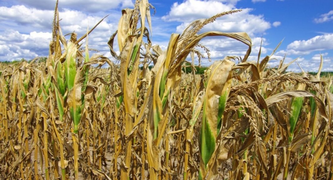 Možete prijaviti štete od suše na području Grada Preloga Možete prijaviti štete od suše na području Grada Preloga